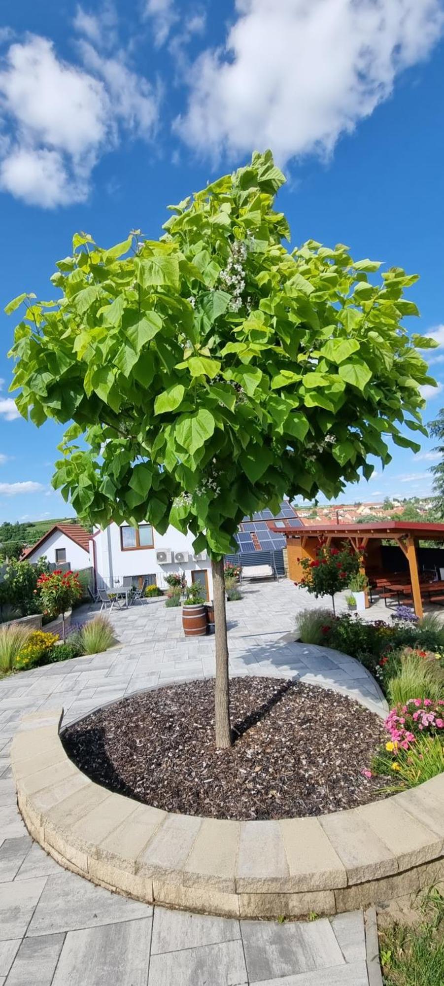 Penzion U Bustiku Sardice Extérieur photo